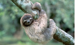 A three-toed tree sloth hangs from the trunk of a tree in the jungle on the bank of the Panama Canal